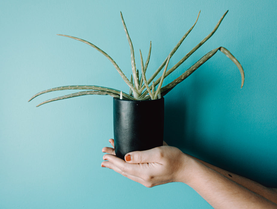 ¿Se Puede Comer el Aloe Vera? Propiedades y Beneficios